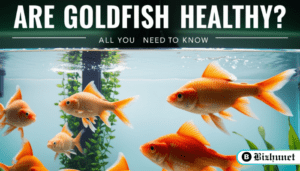 Are Goldfish Healthy? All You Need to Know